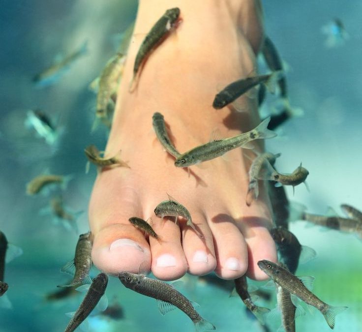 Q & A: Where can I get a fish pedicure in Perth in 2025?