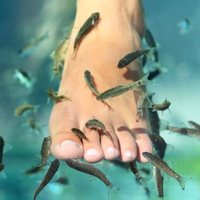 Fish Pedicure Perth Foot with fish eating the dead skin, otherwise known as a fish pedicure.